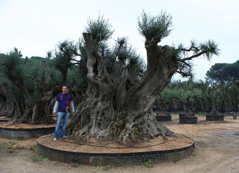 La aceituna, alimento oleaginoso, proviene de las ramas del olivo. Es arte milenario su cultivo y produce un aceite milagroso.
