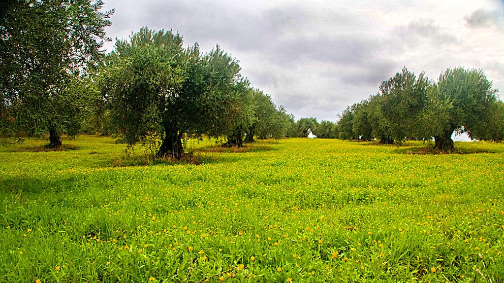 La libertad es dar la vida por los demás. Y, ¡cómo duele! los olivos del monte aún se retuercen.