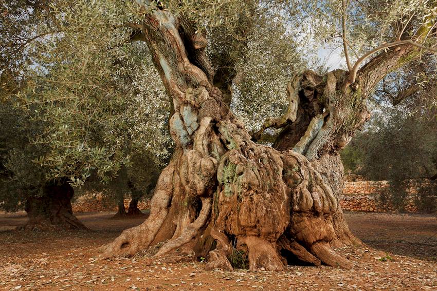 Dentro de la claridad del aceite y sus aromas, se indica tu libertad