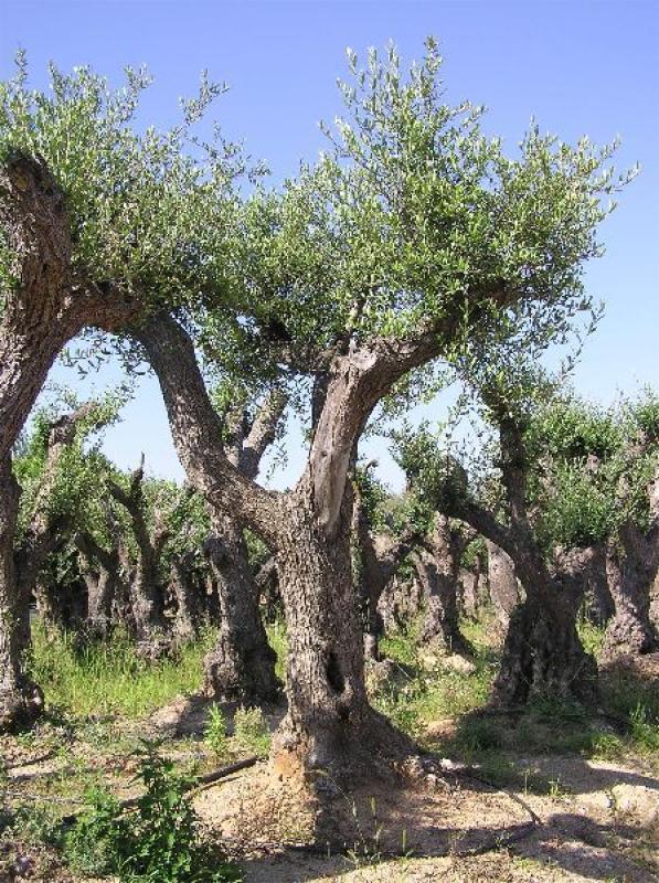 Olivos de entre 100 y 150 años