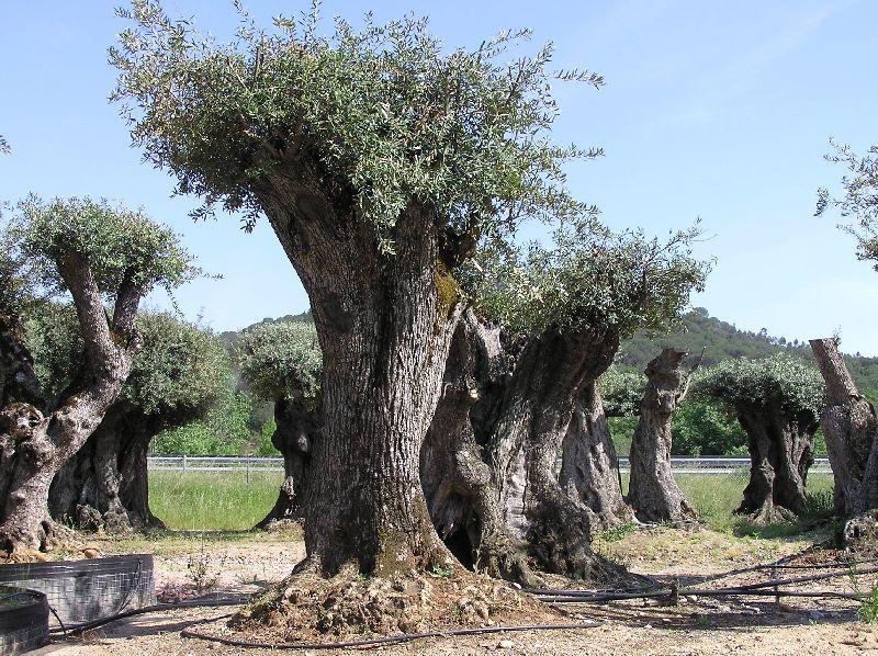 Olivos de más de dos siglos