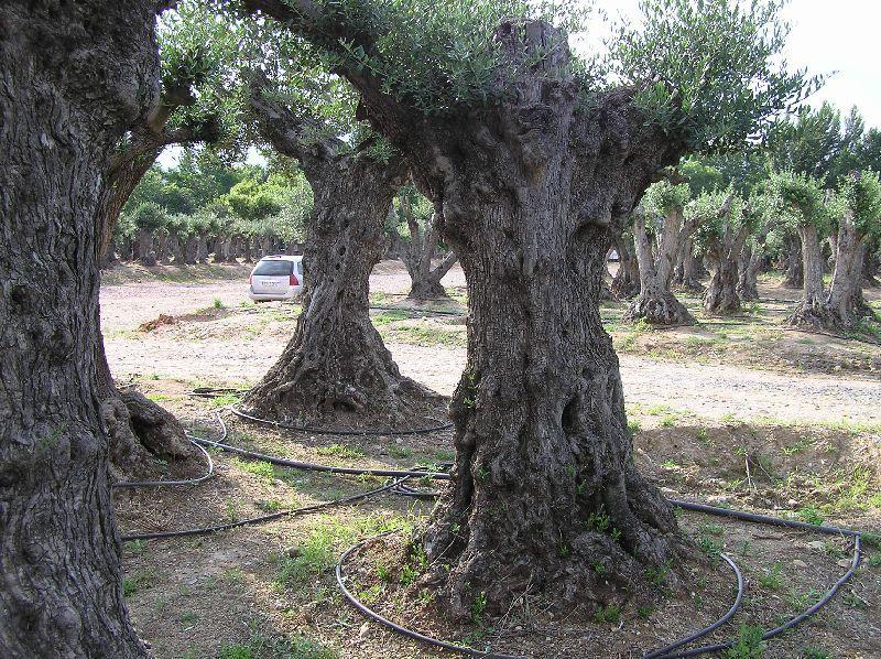 Olivos de entre 150 y 200 años
