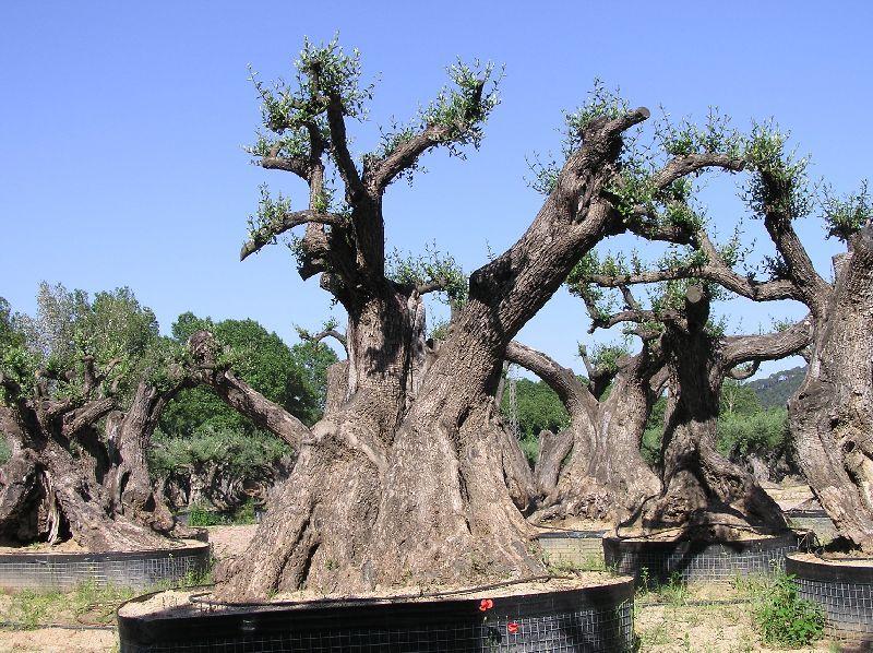 Olivos entre 400 y 700 años