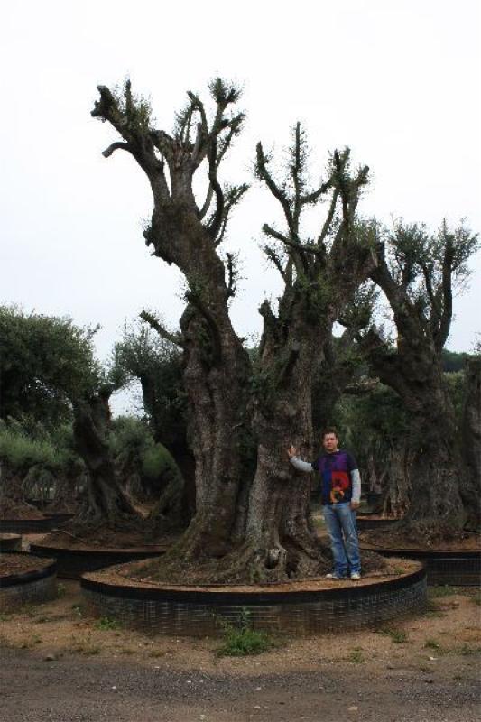 Olivos Milenarios